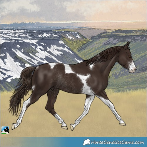 Horse Color:Liver Chestnut Sabino Tobiano Rabicano 