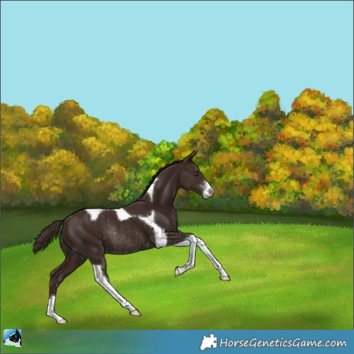 Horse Color:Liver Chestnut Sabino Tobiano Rabicano 