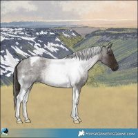 Horse Color:Liver Red Roan Tobiano Rabicano