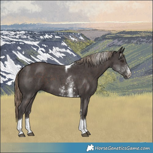 Horse Color:Liver Chestnut Sabino Tobiano 