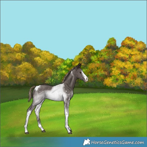 Horse Color:Liver Chestnut Sabino Tobiano 