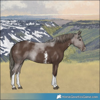 Horse Color:Liver Chestnut Sabino Tobiano Rabicano