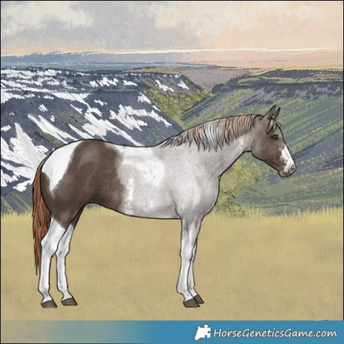 Horse Color:Liver Chestnut Sabino Tobiano Rabicano