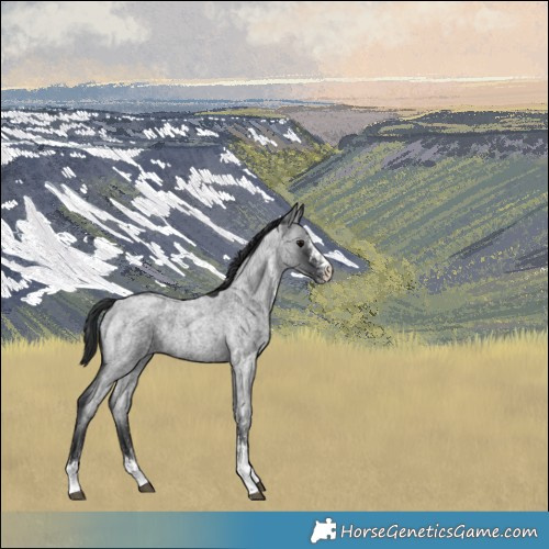 Horse Color:White Spotted Blue Roan 