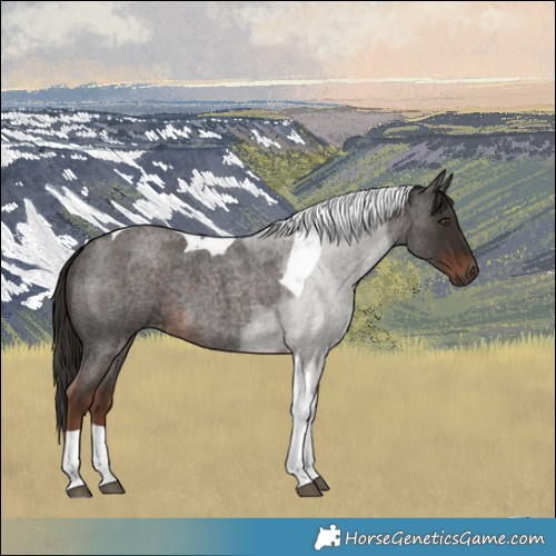 Horse Color:Liver Red Roan Tobiano