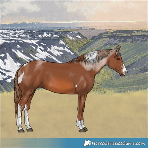 Horse Color:Chestnut Sabino Tobiano