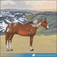 Horse Color:Chestnut Sabino Tobiano