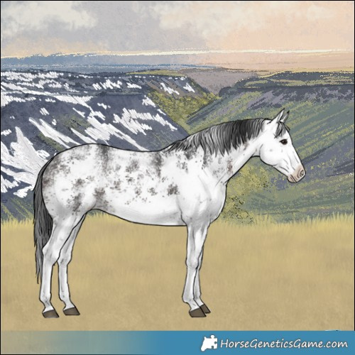 Horse Color:White Spotted Brown Sabino