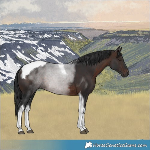 Horse Color:Brown Tobiano Rabicano