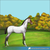 Horse Color:Bay Roan Near Leopard Rabicano 
