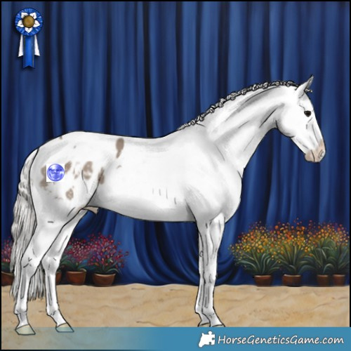 Horse Color:Silver Grullo Tobiano Appaloosa 
