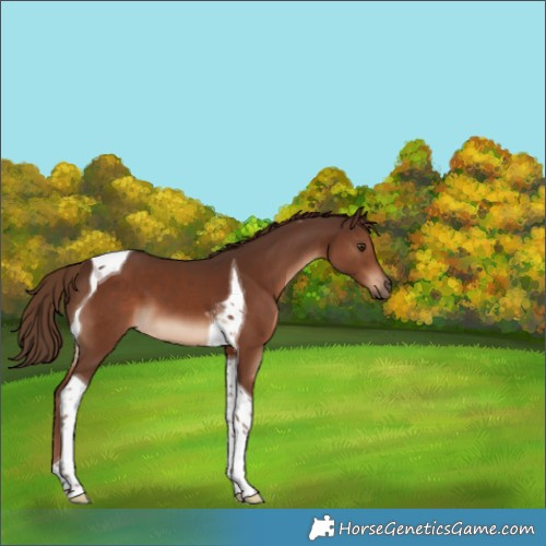 Horse Color:Liver Chestnut Tobiano 