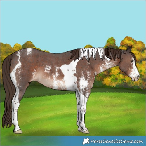 Horse Color:Liver Chestnut Sabino Tobiano Appaloosa 