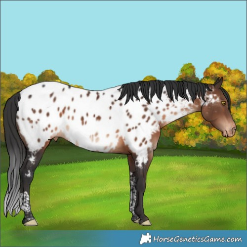 Horse Color:Brown Tobiano Appaloosa 