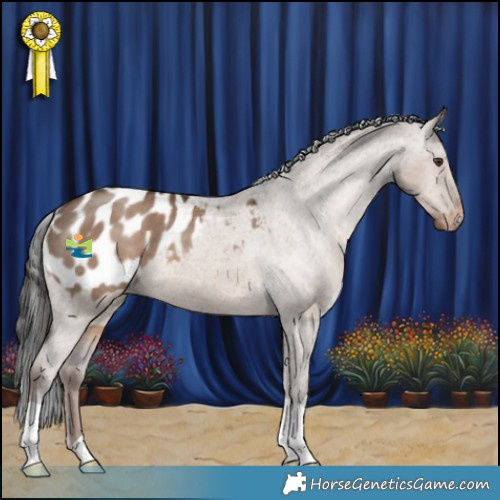 Horse Color:Liver Red Dun Appaloosa 