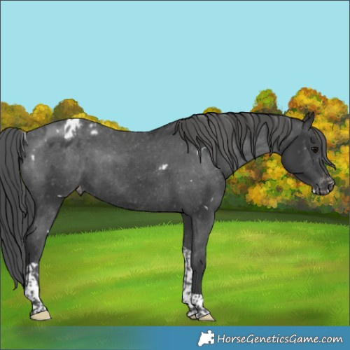 Horse Color:White Spotted Black Tobiano Appaloosa Rabicano