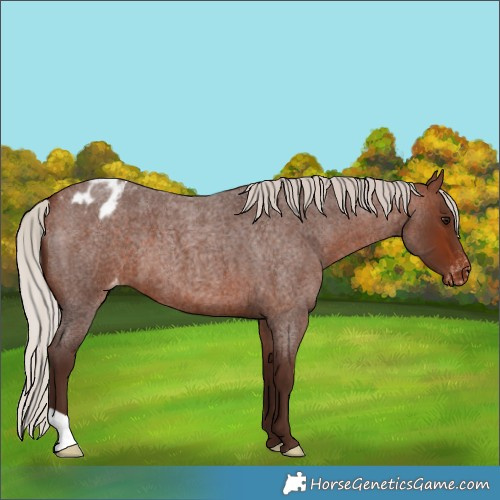 Horse Color:Silver Bay Roan Appaloosa