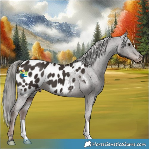 Horse Color:Liver Chestnut Mushroom Appaloosa 