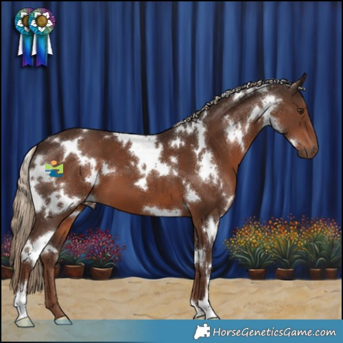 Horse Color:White Spotted Liver Chestnut 
