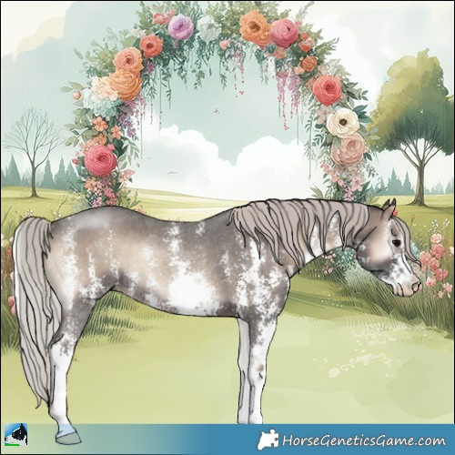 Horse Color:Silver Blue Onyx Sabino Rabicano 