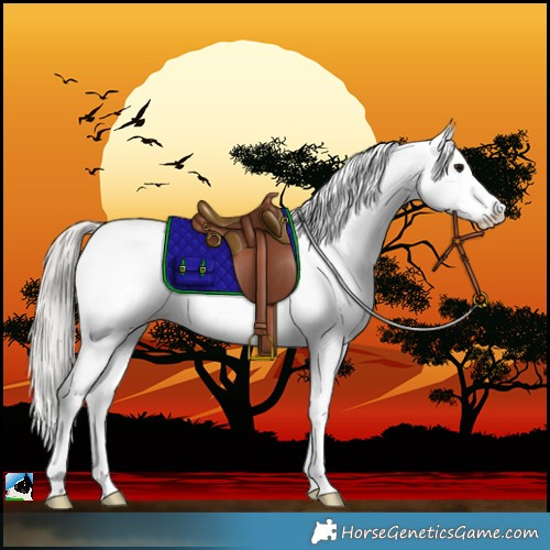Horse Color:Silver Black Sabino Fewspot Rabicano 