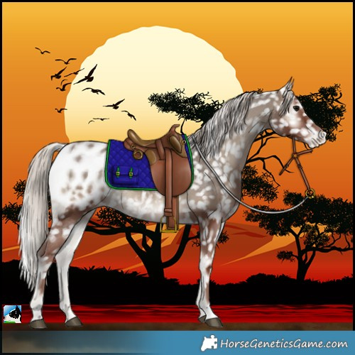Horse Color:Silver Blue Onyx Blanket Rabicano 