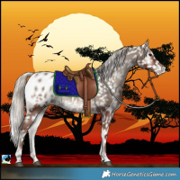 Horse Color:Silver Blue Onyx Blanket Rabicano