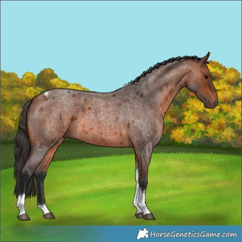 Horse Color:Bay Roan Tobiano