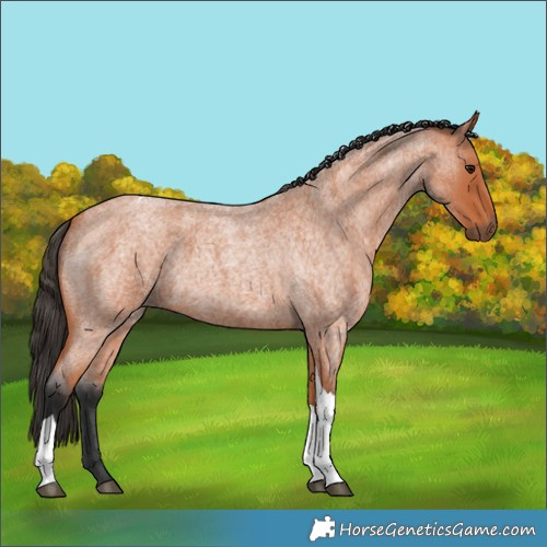 Horse Color:Bay Roan Tobiano 