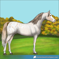 Horse Color:Red Roan Splash Appaloosa 