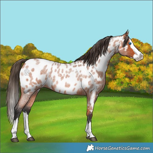 Horse Color:Bay Roan Splash Appaloosa 