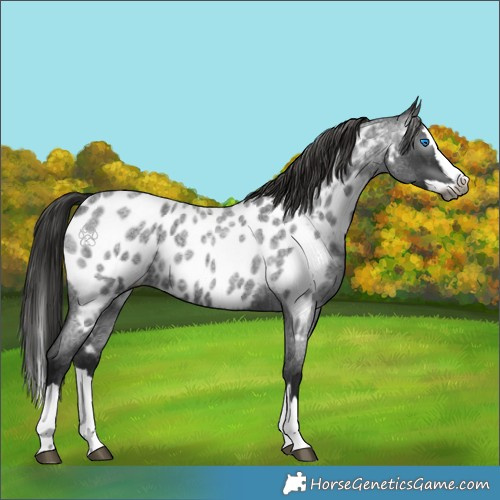 Horse Color:Gray Blue Roan Splash Appaloosa 