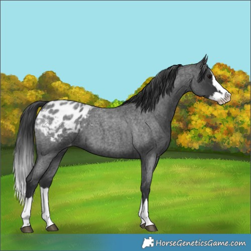 Horse Color:Blue Roan Splash Appaloosa