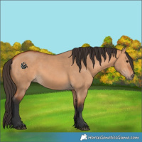 Horse Color:Bay Dun