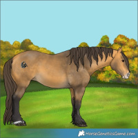 Horse Color:Buckskin Frame 
