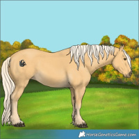Horse Color:Palomino