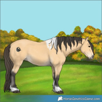 Horse Color:Buckskin Tobiano