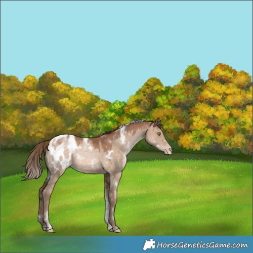 Horse Color:White Spotted Brown Pearl Dun Tobiano Appaloosa Rabicano 
