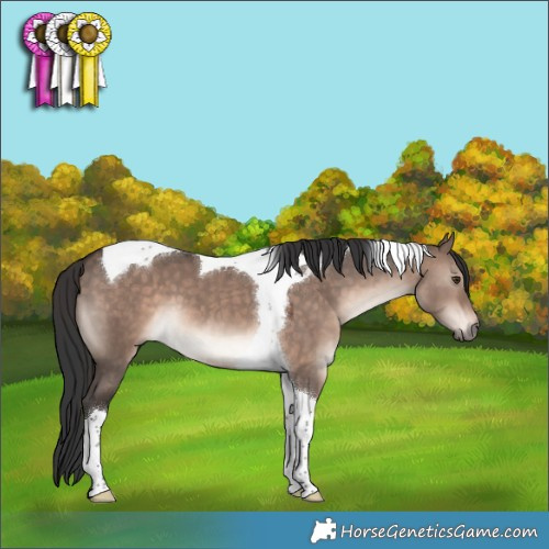 Horse Color:Brown Dun Mushroom Tobiano 