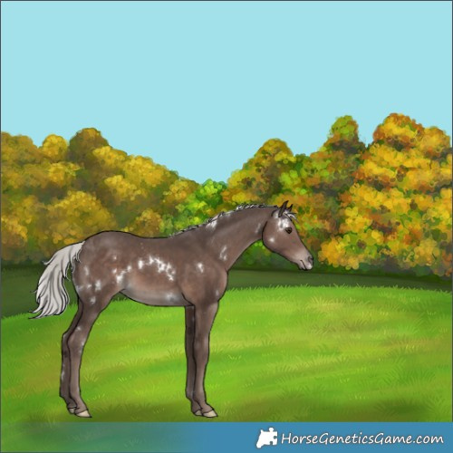 Horse Color:White Spotted Silver Black Mushroom Rabicano 