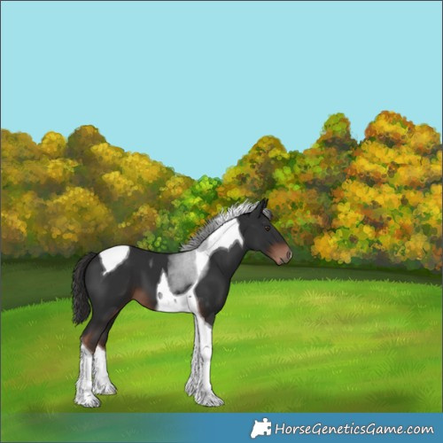 Horse Color:Liver Chestnut Tobiano 