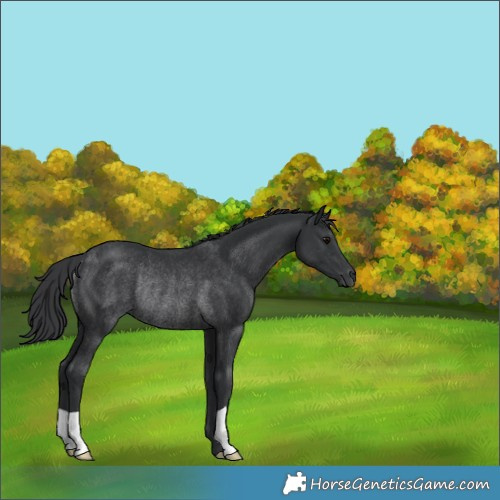 Horse Color:Black Rabicano 