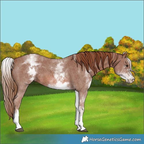Horse Color:White Spotted Chestnut Sabino 