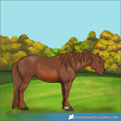 Horse Color:Chestnut 