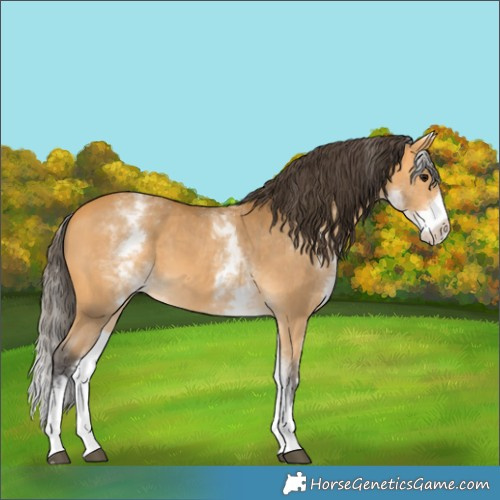 Horse Color:White Spotted Buckskin 
