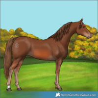 Horse Color:Chestnut 