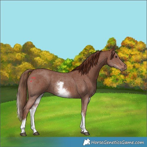Horse Color:White Spotted Chestnut Sabino