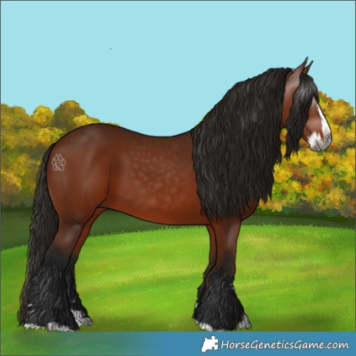 Horse Color:Gray Bay Splash 