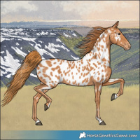 Horse Color:Chestnut Near Leopard 