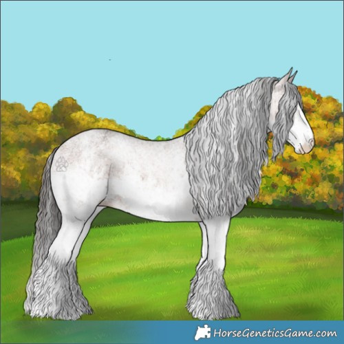 Horse Color:White Spotted Bay